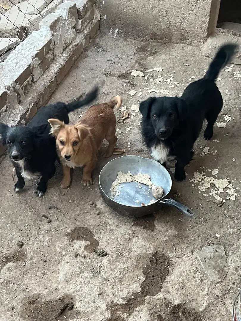 ۳قلاده سگ دوتا نروماده با یدونه توله|سگ|بوئین زهرا, |دیوار