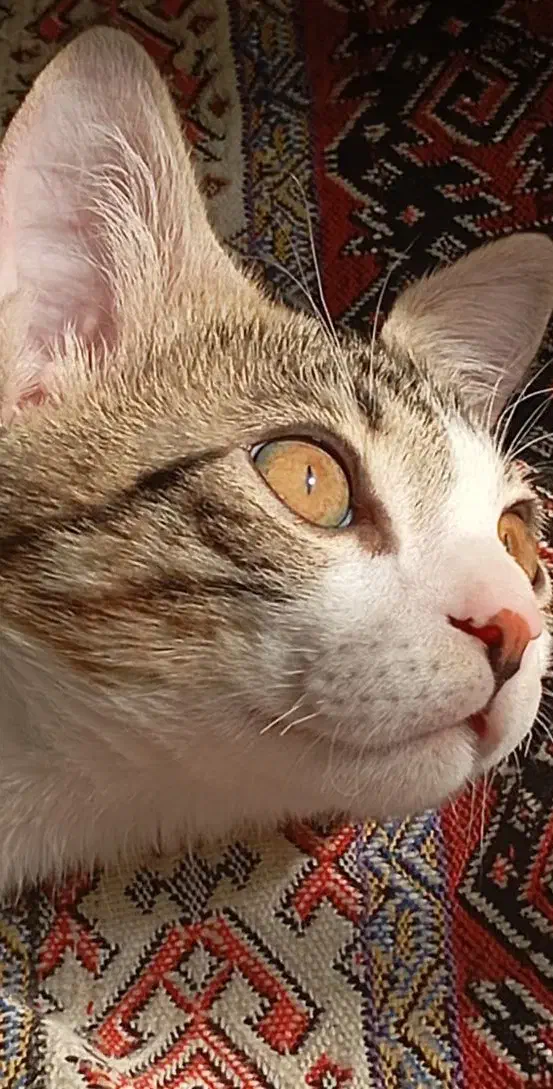 گربه dsh|گربه|پردیس, فاز ۲|دیوار