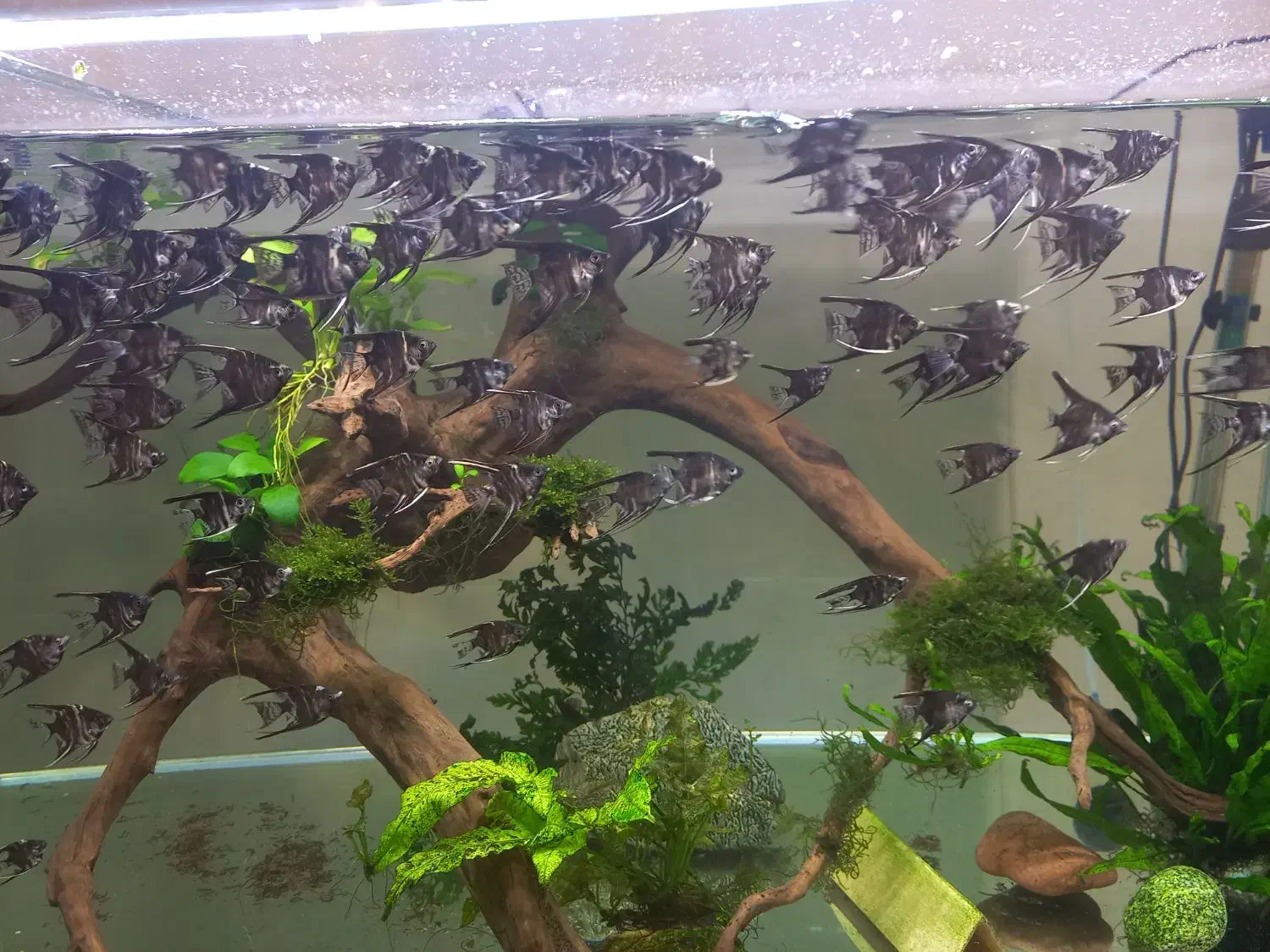 فروش آنجل دو بندی|ماهی|رشت, پیرکلاچای|دیوار