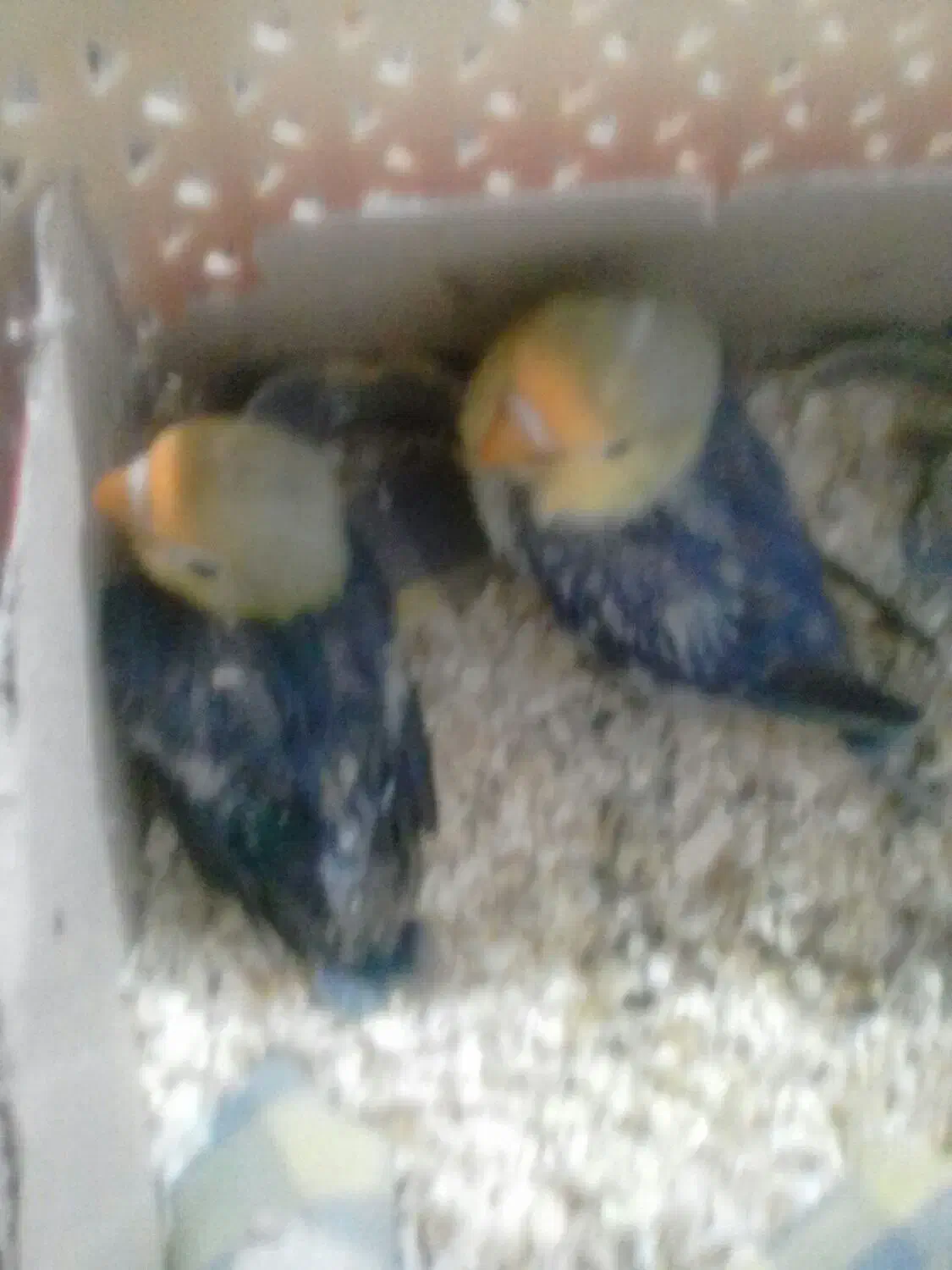 طوطی برزیلی|پرنده|بروجرد, |دیوار