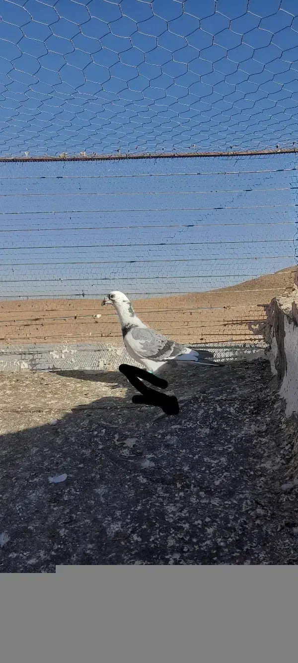 سلام کبوتر|پرنده|تربتحیدریه, پائین ولایت|دیوار