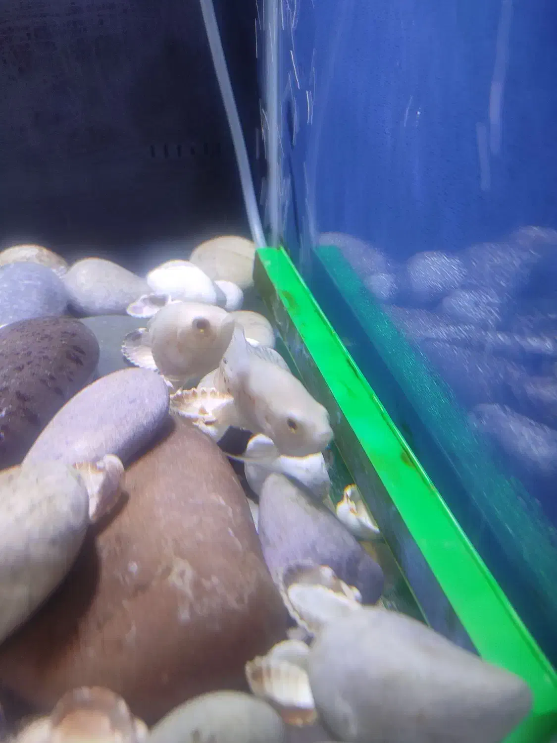 ماهی اسکار|ماهی|ری, سیزده آبان|دیوار