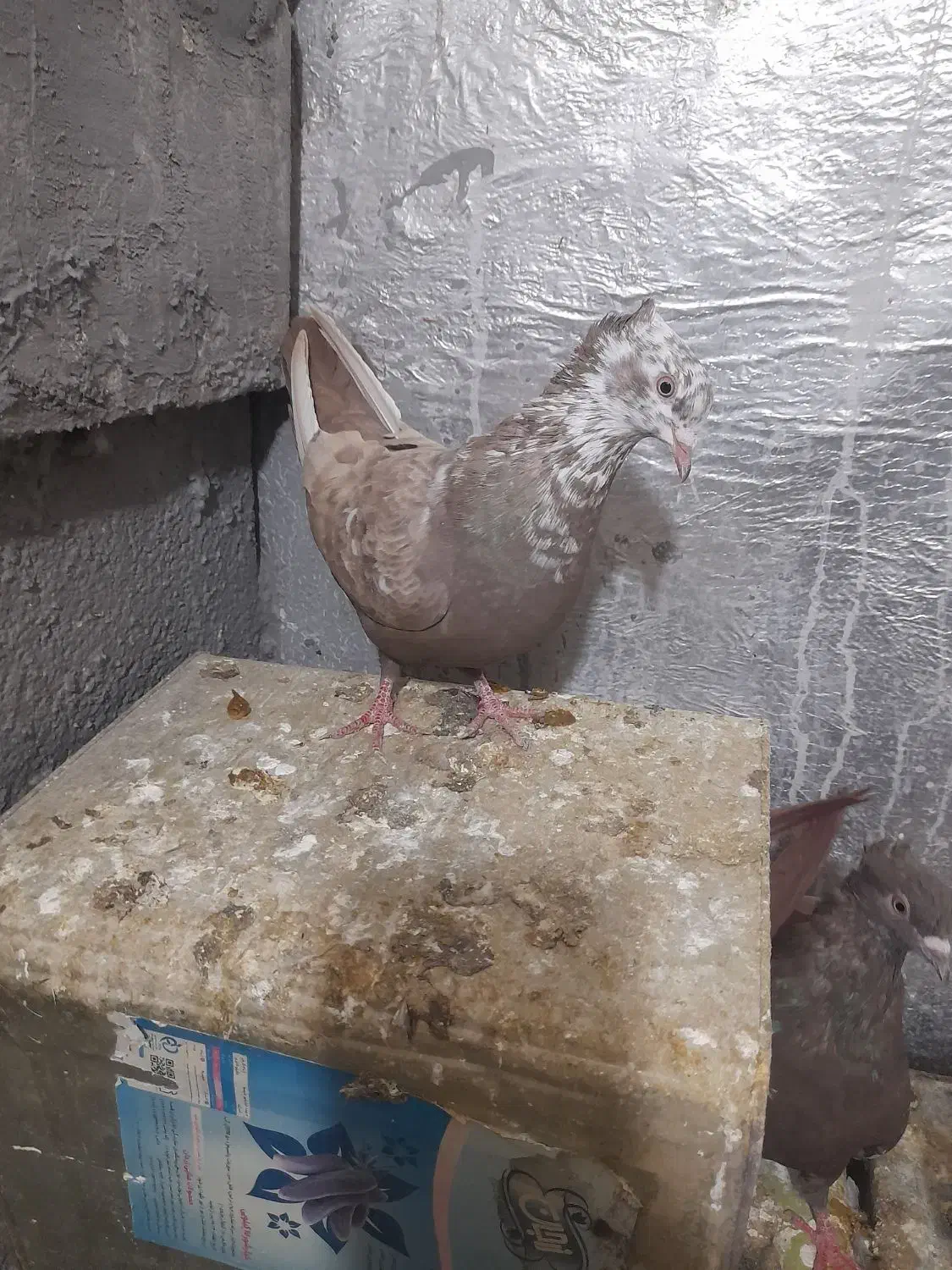 تعدادی کبوتر قیمت تعاونی|پرنده|فسا, |دیوار