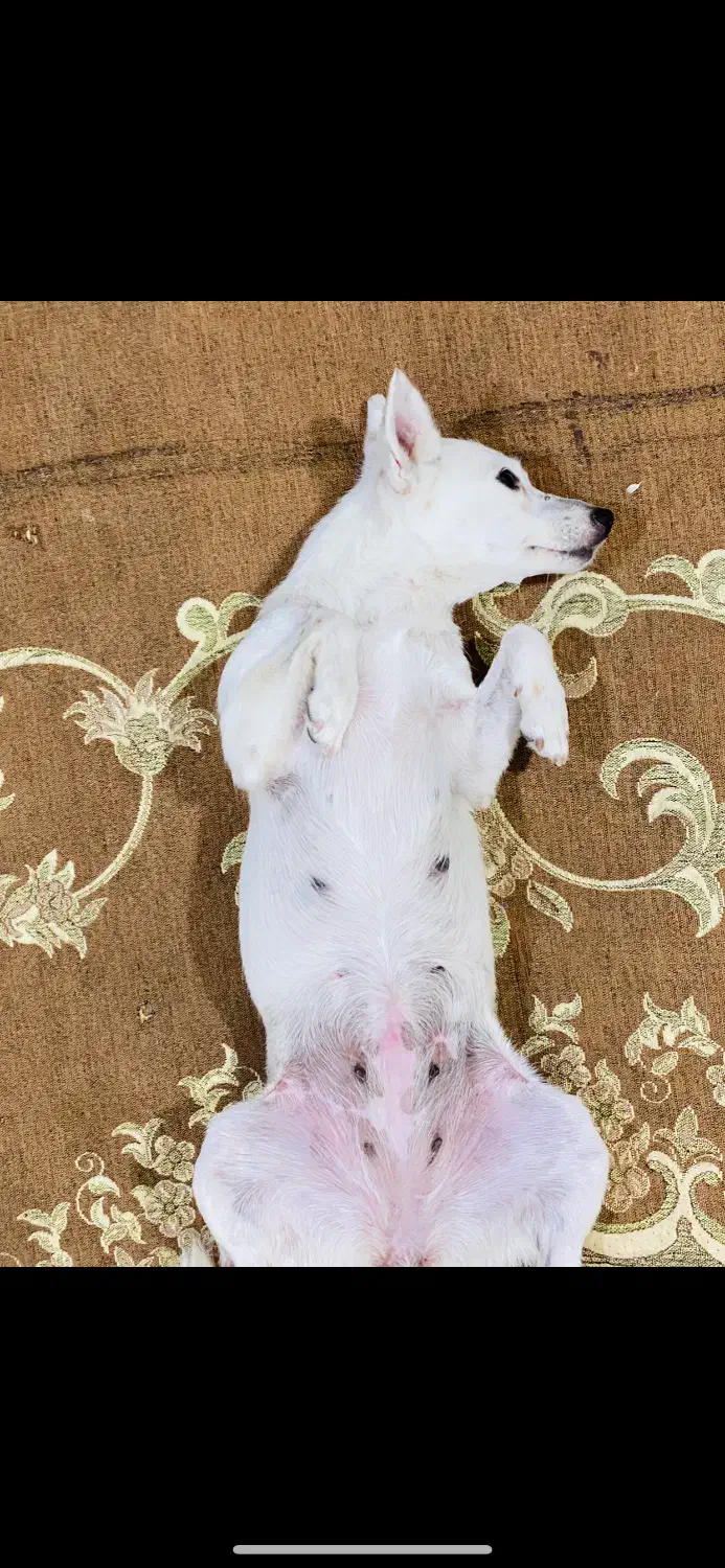 سگه گمشده|سگ|زاهدان, |دیوار