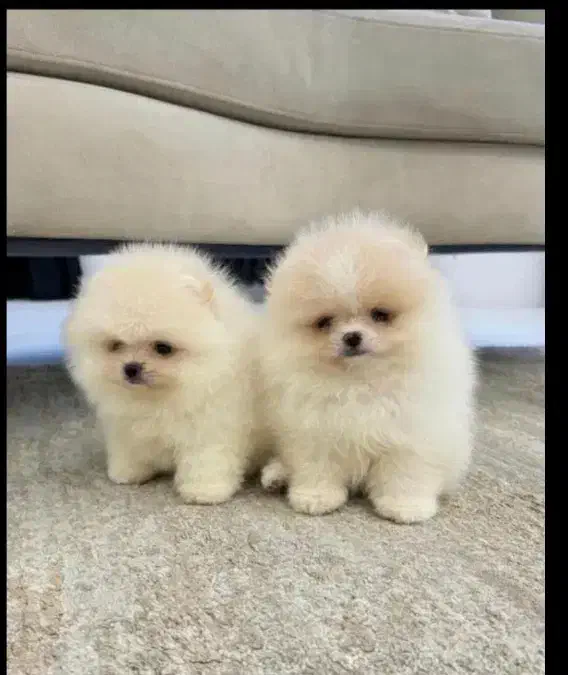 بشتابید پامر وایت فیس|سگ|مشهد, وکیلآباد|دیوار