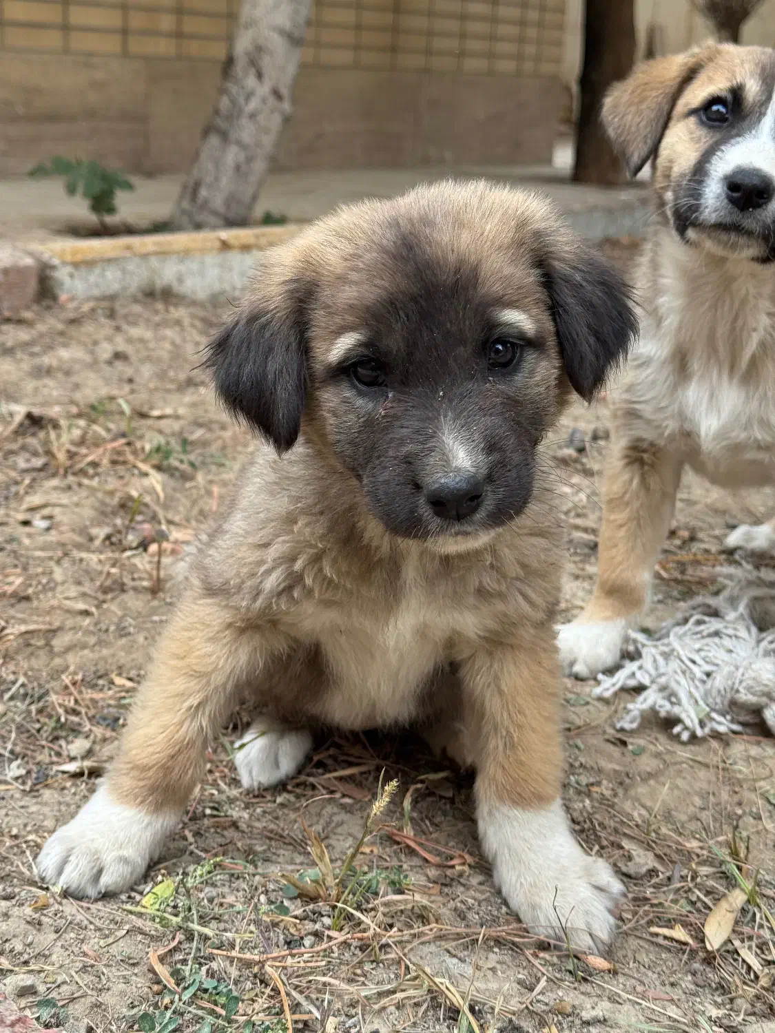 توله سگ سرابی دورگه|سگ|اصفهان, بهارستان|دیوار