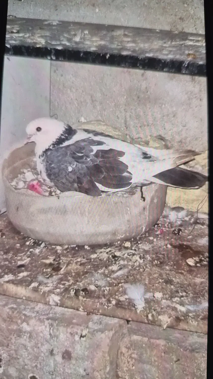 کفتر گم شده|حیوانات|ورامین, ورامین|دیوار