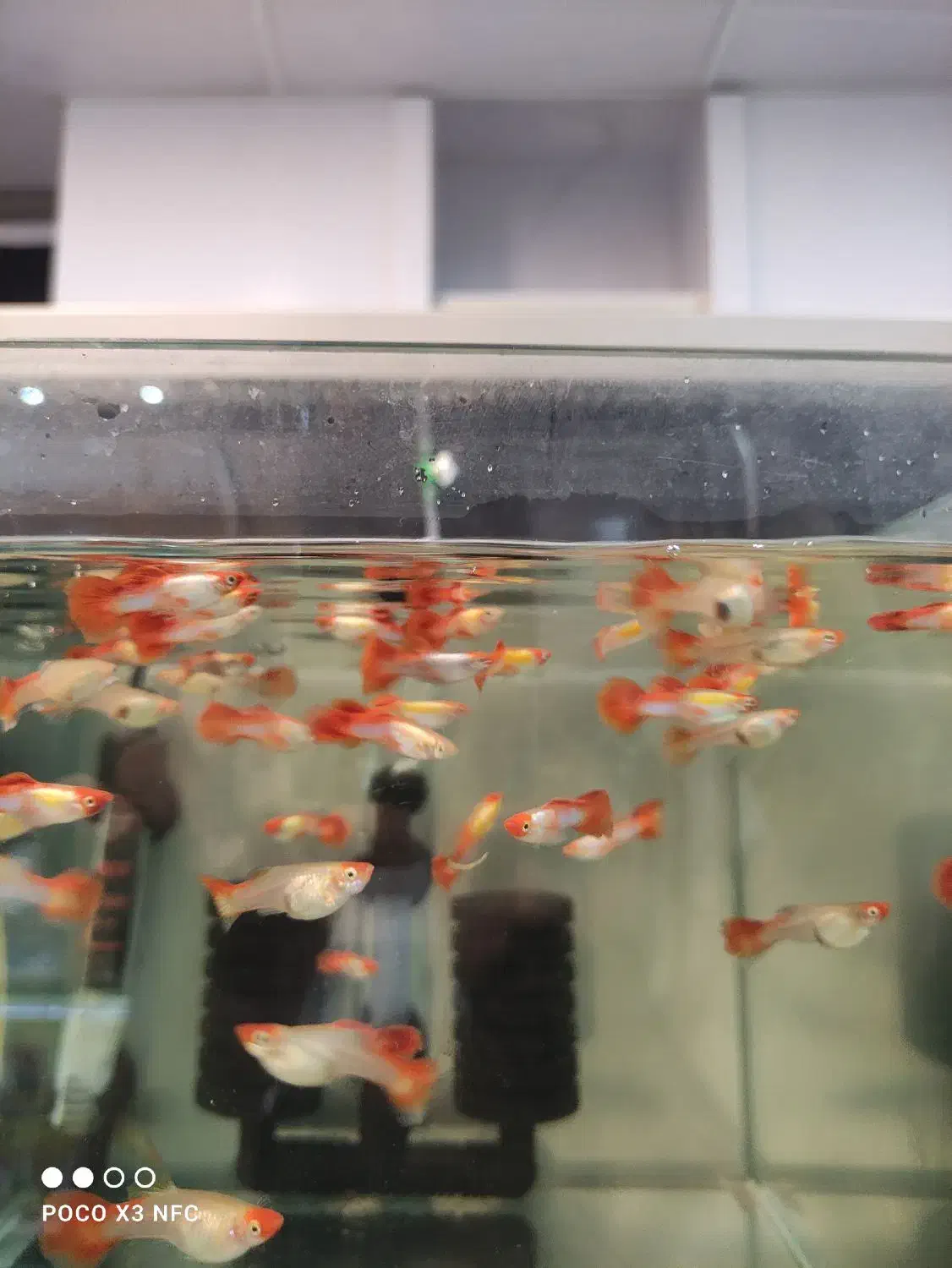 نژاد های مختلف ماهی گوپی|ماهی|دزفول, |دیوار