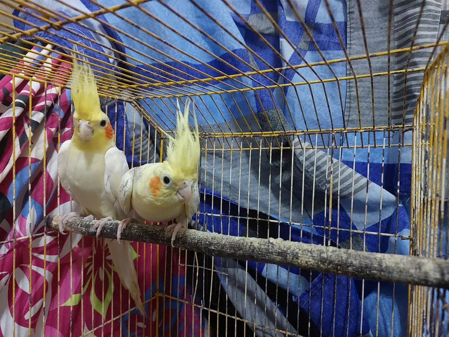 جفت عروس لوتینو دوکت|پرنده|رشت, منظریه|دیوار