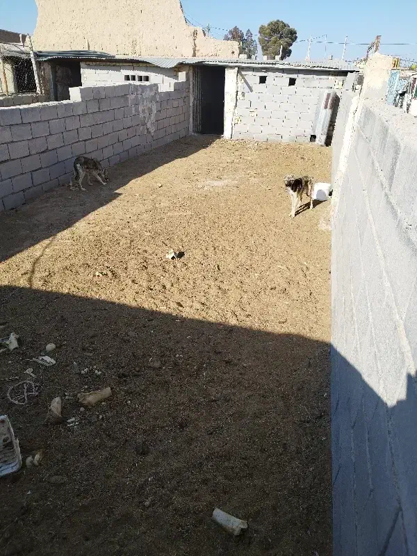 دو قلاده توله گله ای|سگ|شاهرود, |دیوار