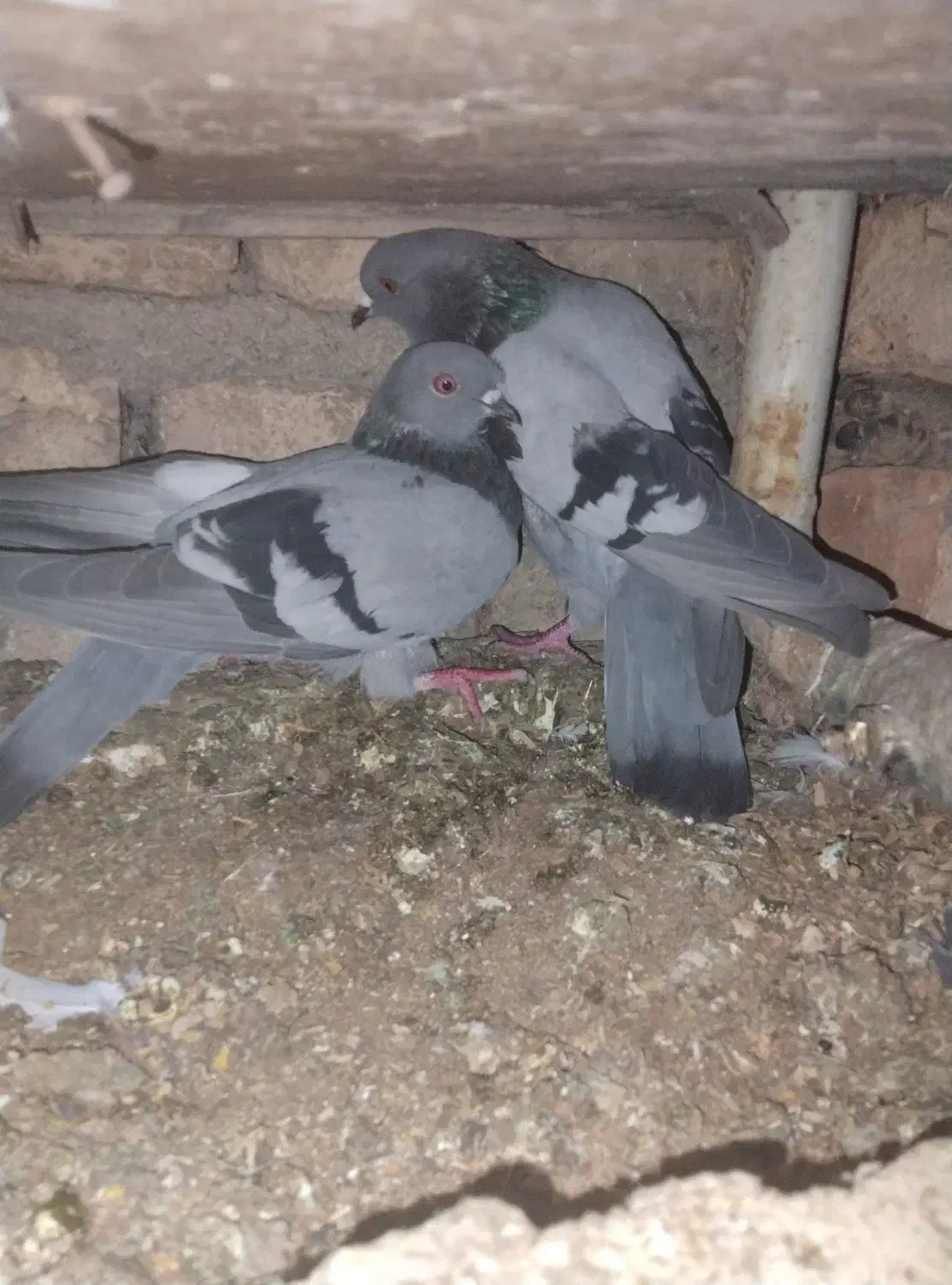 کبوتر چاهی|پرنده|علی‌آباد کتول, |دیوار