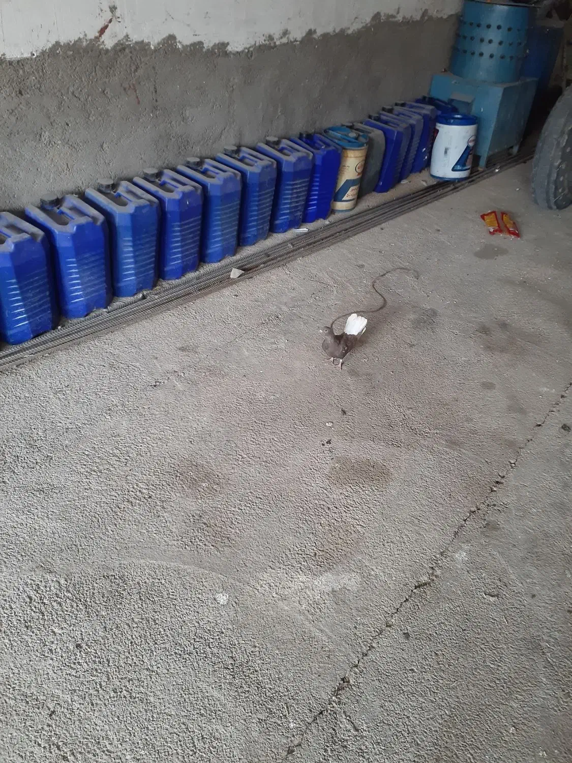 کبوتر دمسفید|لوازم جانبی حیوانات|خرمآباد, |دیوار