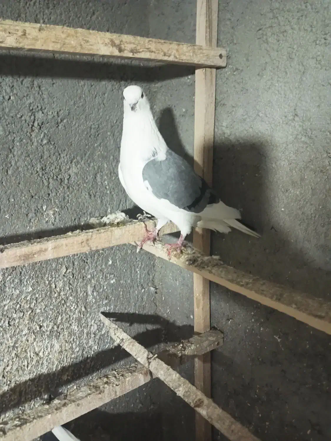 گلولای|حیوانات|ابهر, |دیوار