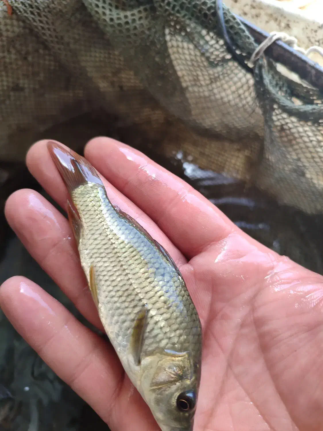 ماهی کپور و آمور و غذای پلیت دولتی زیر نظر شیلات|ماهی|خرمآباد, |دیوار