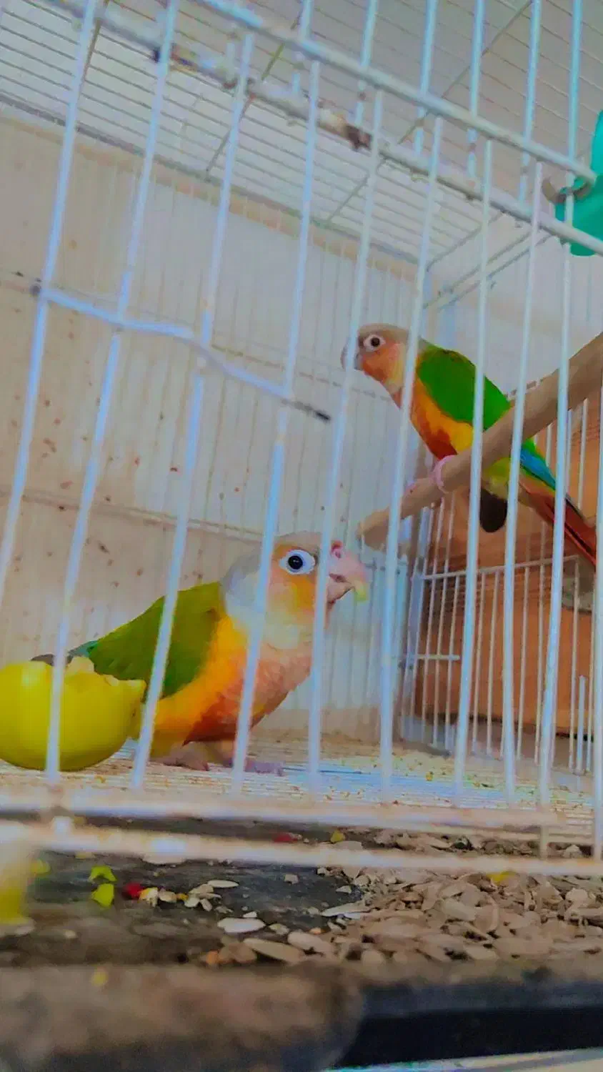 جفت گرنچیک آناناسی رد مولد روی جوجه  کاشمر|پرنده|کاشمر, |دیوار