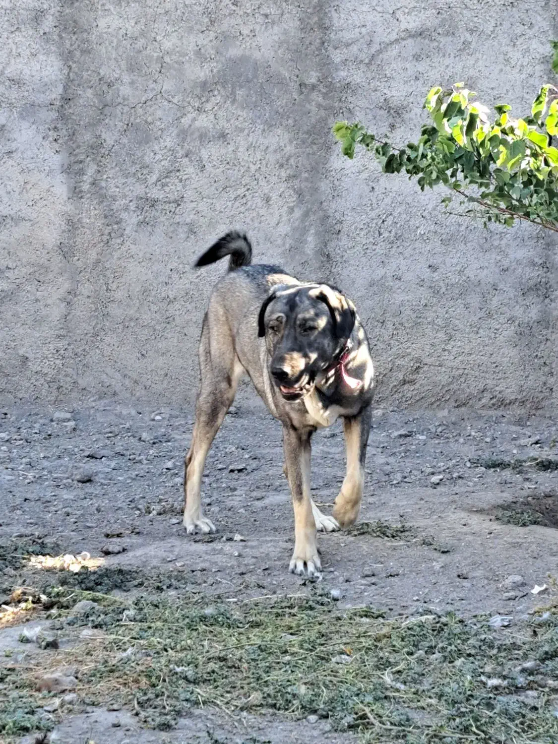سگ ماده پژدر|سگ|کندوان, |دیوار