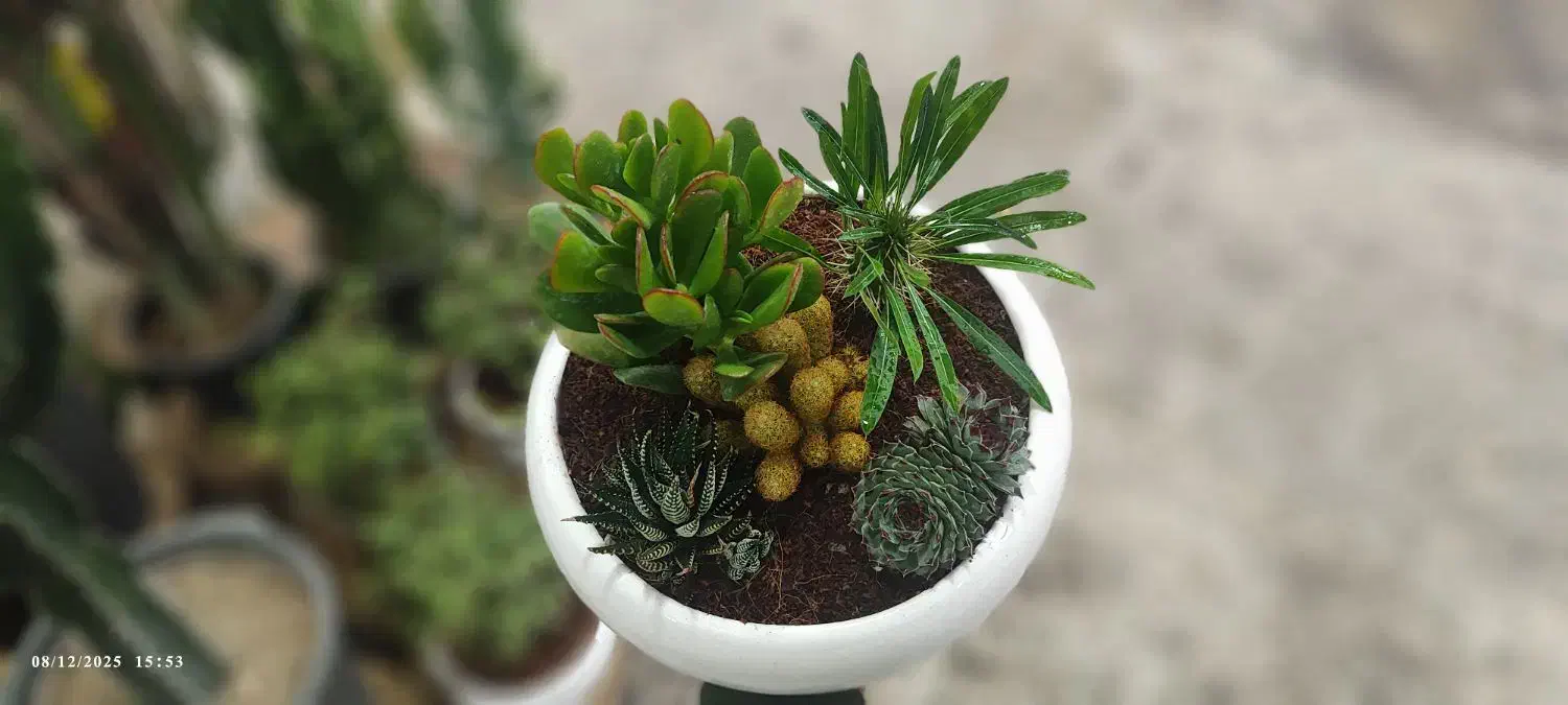 لوکس ترین هدیه روز مادر - تراریوم و دیش گاردن|گل و گیاه طبیعی|کرمانشاه, |دیوار