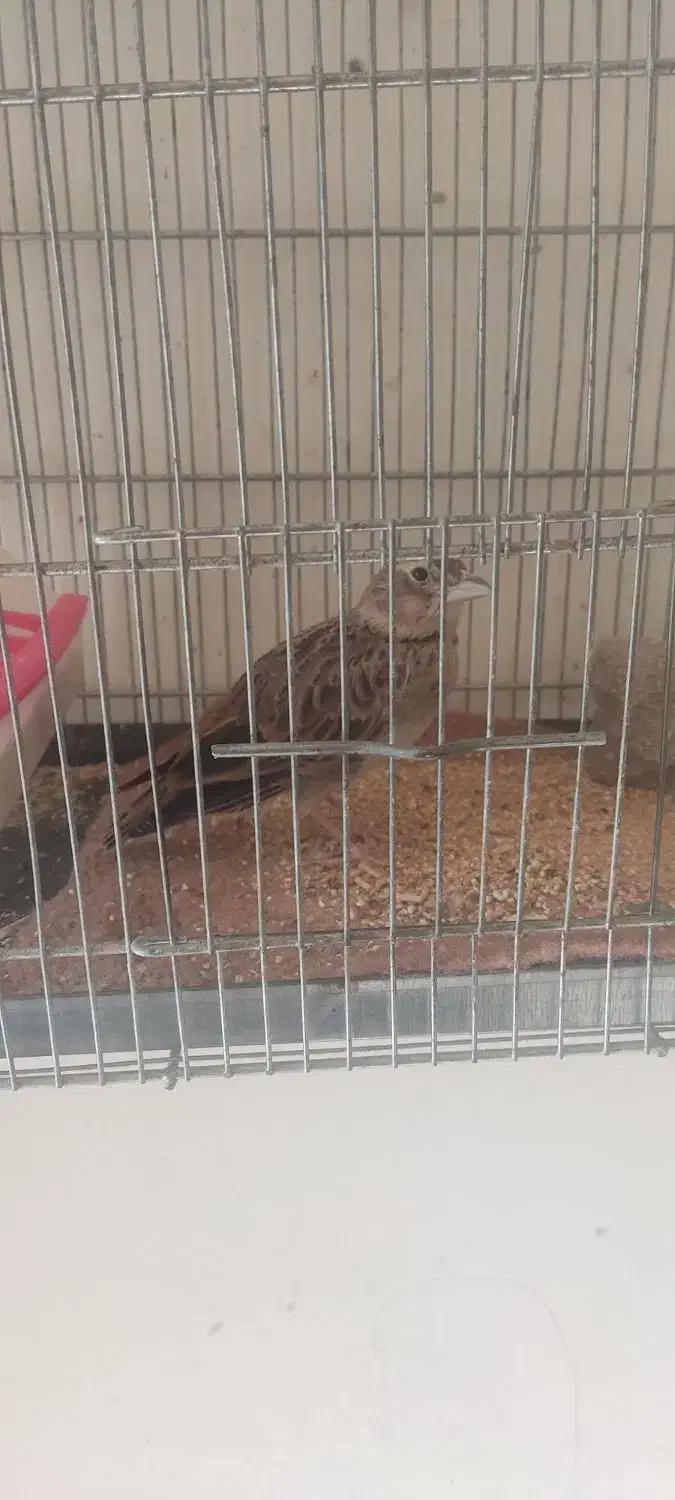 سهره خاکی|پرنده|بروجرد, |دیوار