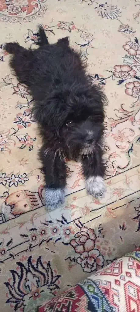 فروشی|سگ|شفت, |دیوار