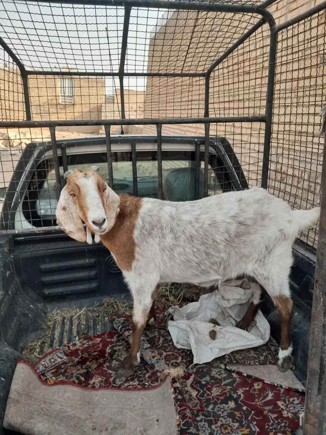 حمیدیه|حیوانات مزرعه|حمیدیه, |دیوار