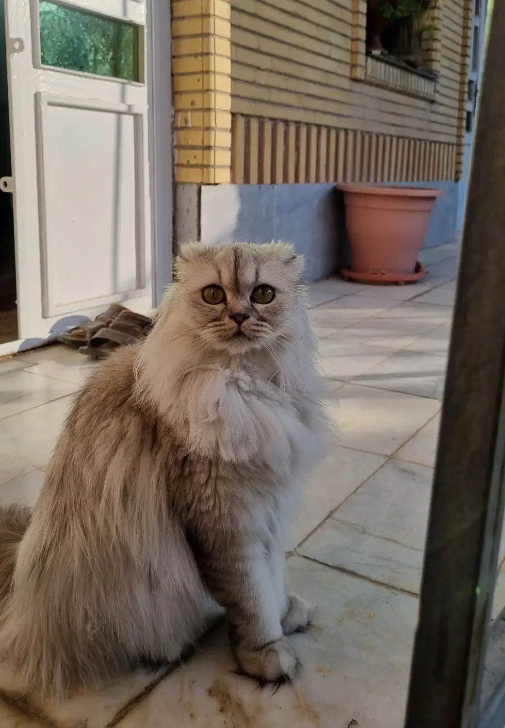 کایلا طوسی دختر عقیم نیست|گربه|شیراز, کرونی(خاتونک)|دیوار