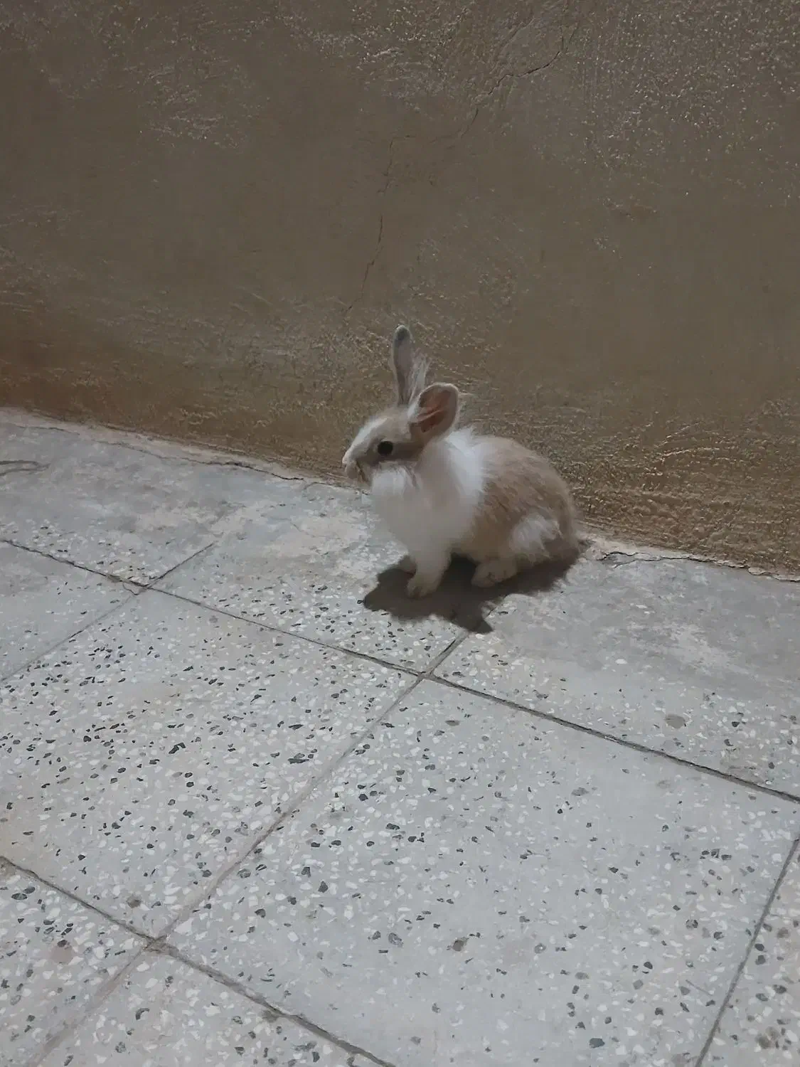 خرگوش|موش و خرگوش|سبزوار, هویزه|دیوار