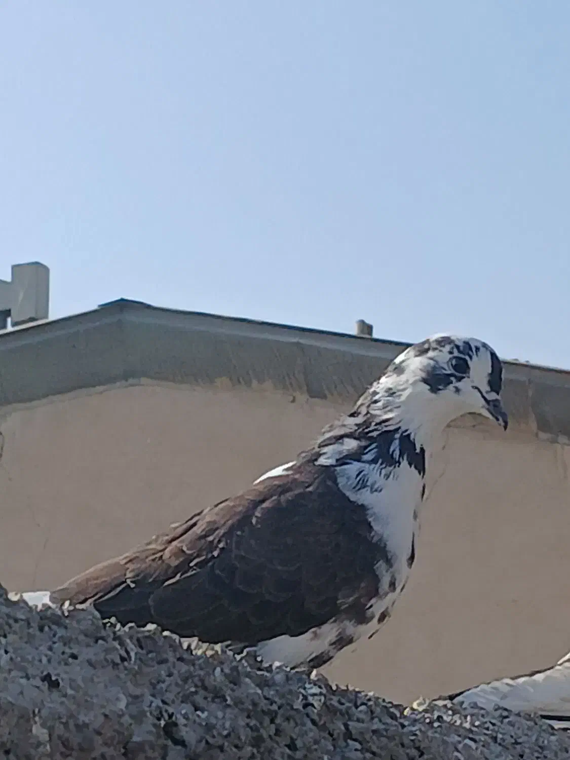 کفتر. فروشی ماده|پرنده|بومهن, |دیوار