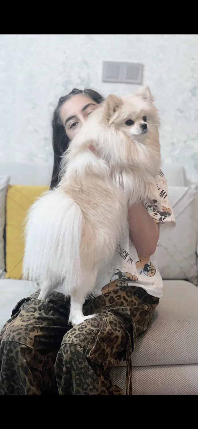 پامرین عروسکی|سگ|اردبیل, |دیوار