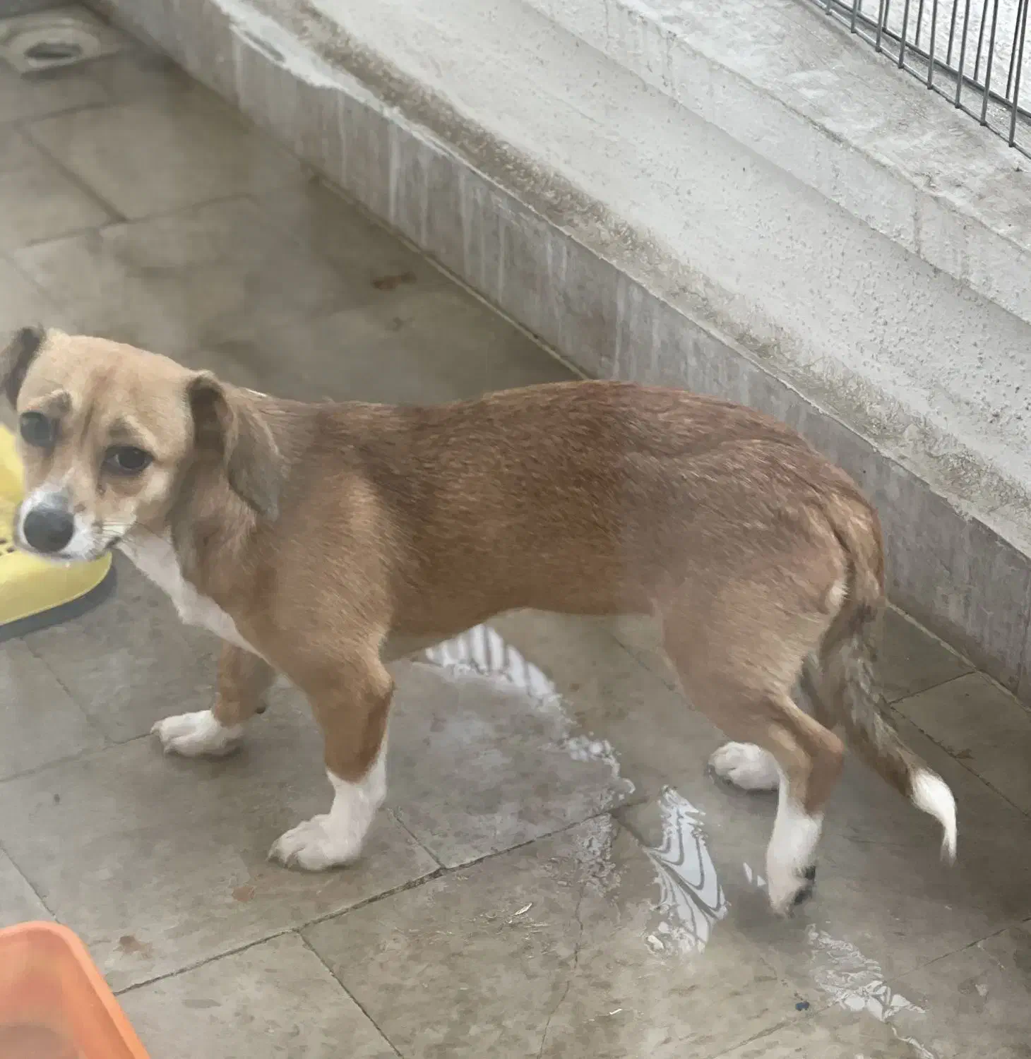 سگ ۷ماهه نژاد جک راسل اشپیتز|سگ|رشت, انصاری|دیوار