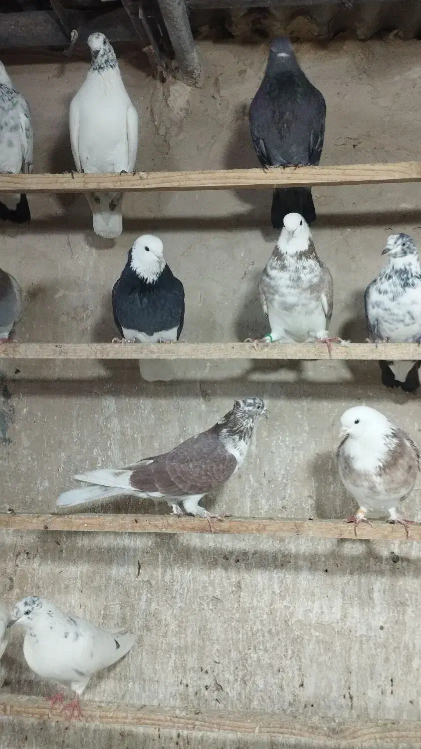 کفتر ب شرط|پرنده|قلعه نو, |دیوار