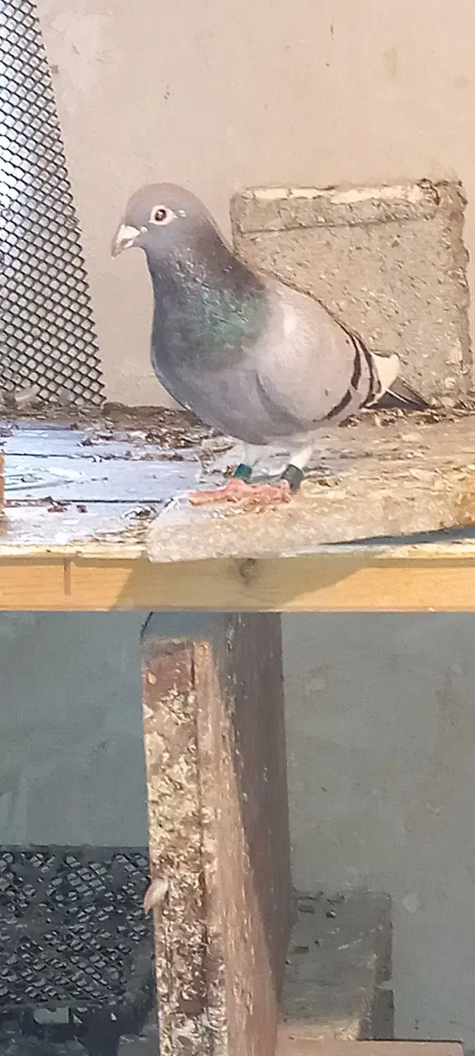 ماده جان اردن|پرنده|برازجان, |دیوار