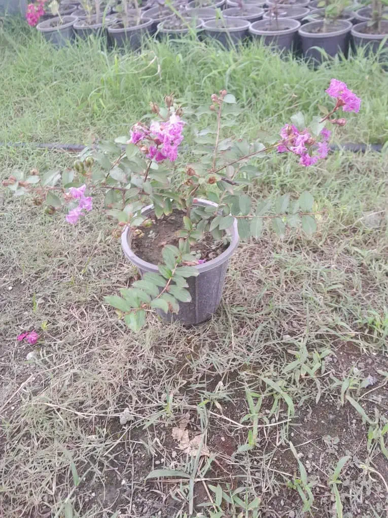 توری|گل و گیاه طبیعی|خمینی‌شهر, |دیوار