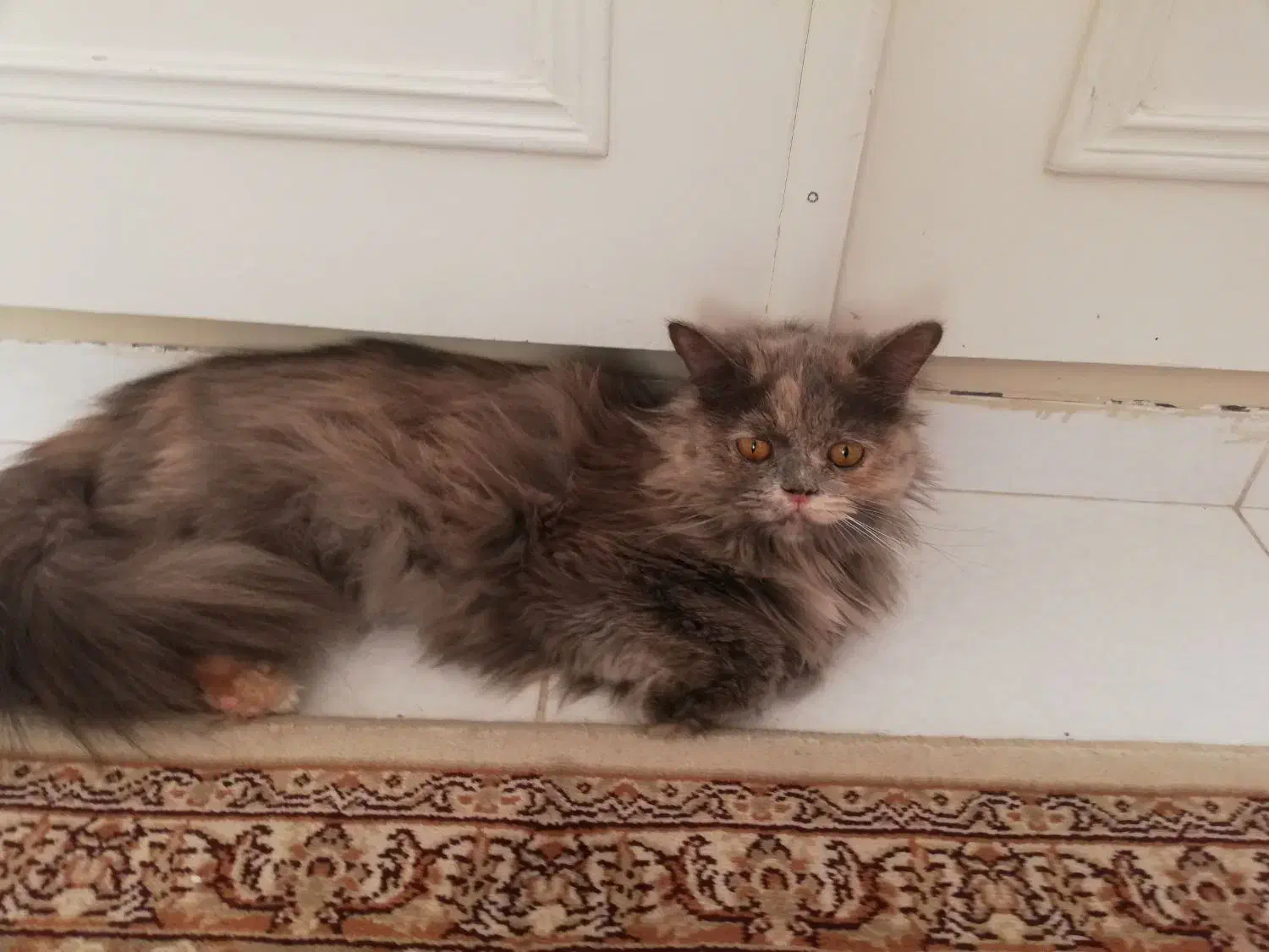 گربه پیدا شده|حیوانات|قزوین, |دیوار