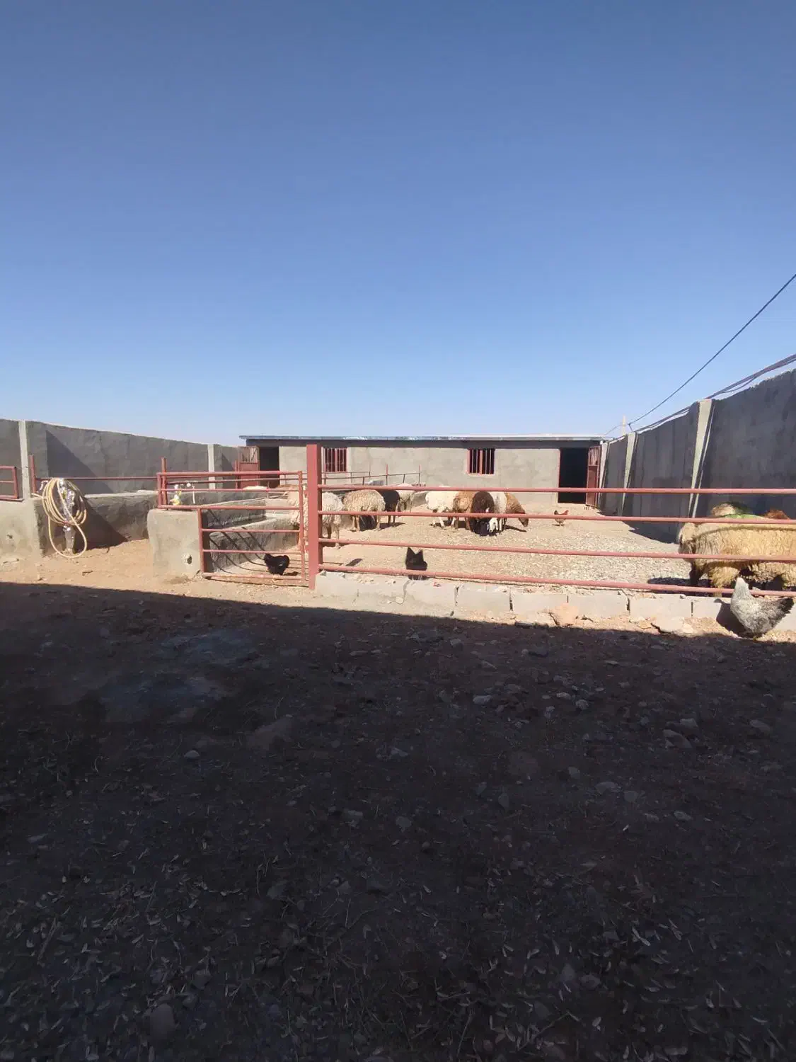 دامداری و منزل ویلایی با تمام امکانات|فروش دفتر صنعتی، کشاورزی، تجاری|ششتمد, |دیوار