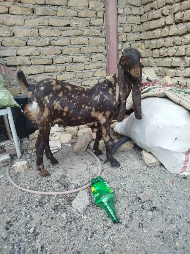 مری پاکستانی اصل|حیوانات مزرعه|رضویه, |دیوار