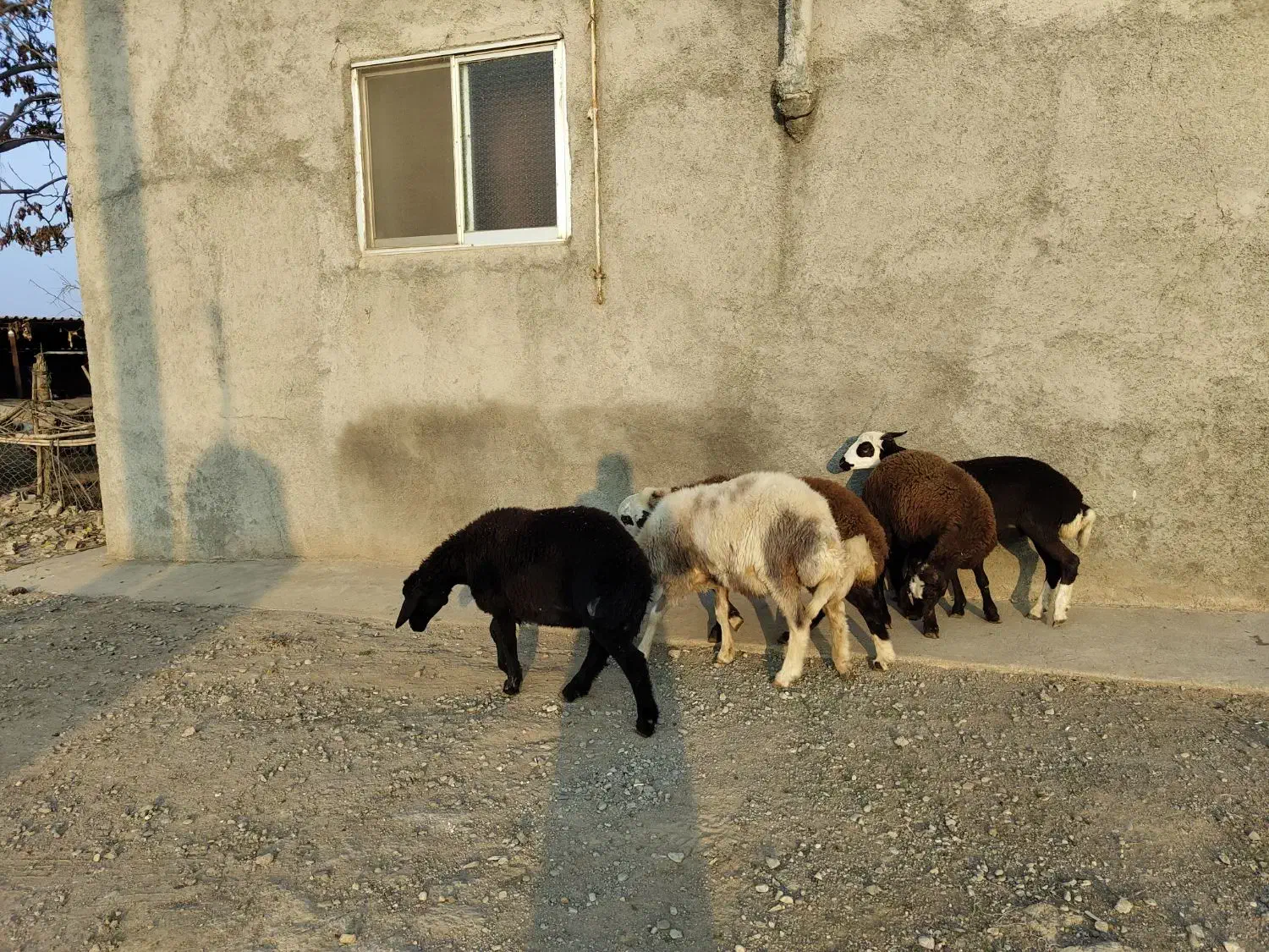 5راس توقلی ماده زیر قوچی درجه یک|حیوانات مزرعه|مزرعه کتول, |دیوار