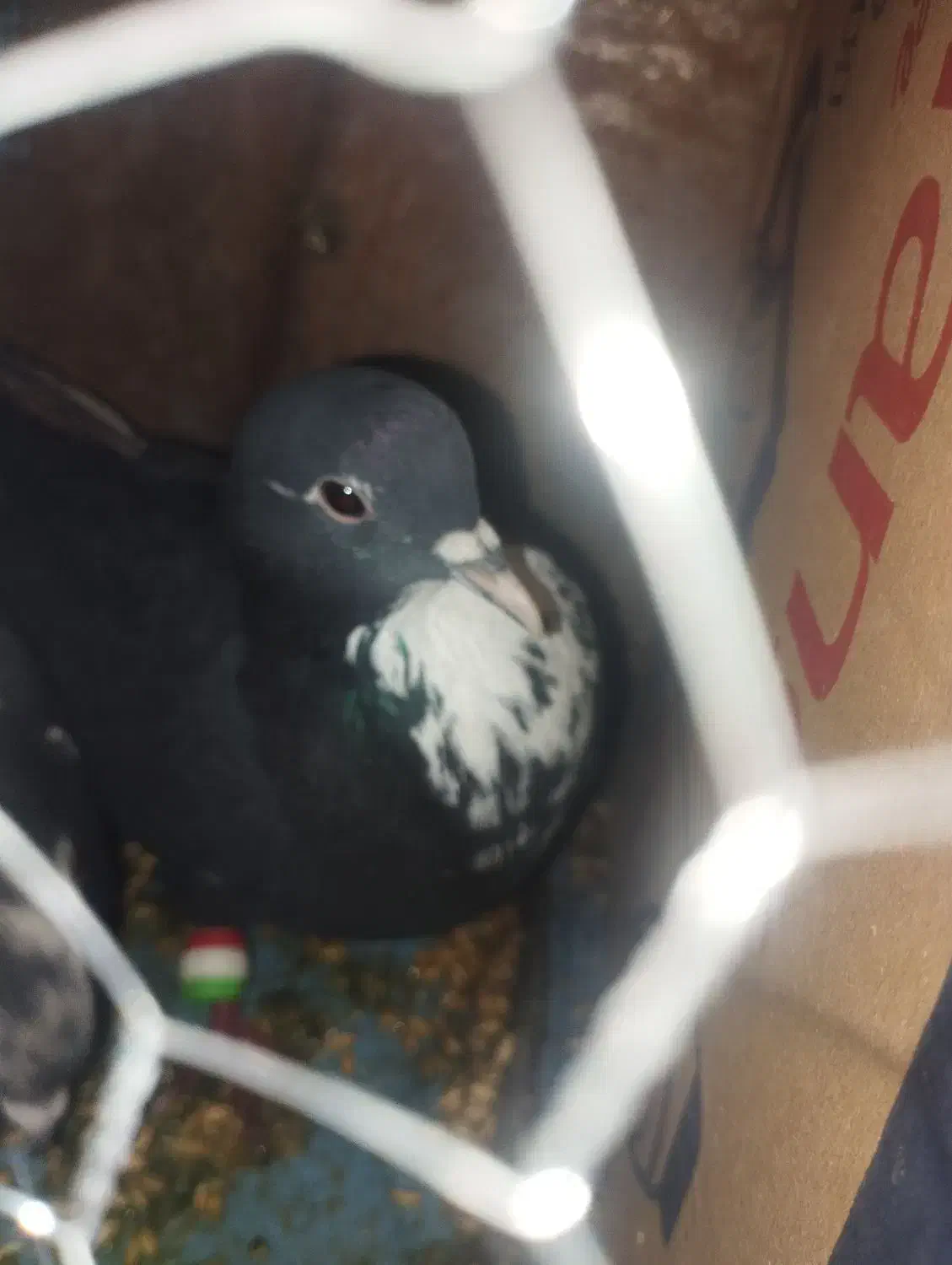 کفتر|حیوانات|زرند, |دیوار