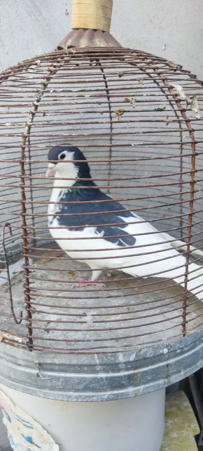 بهبهانی|پرنده|فیروزآباد (فارس), |دیوار