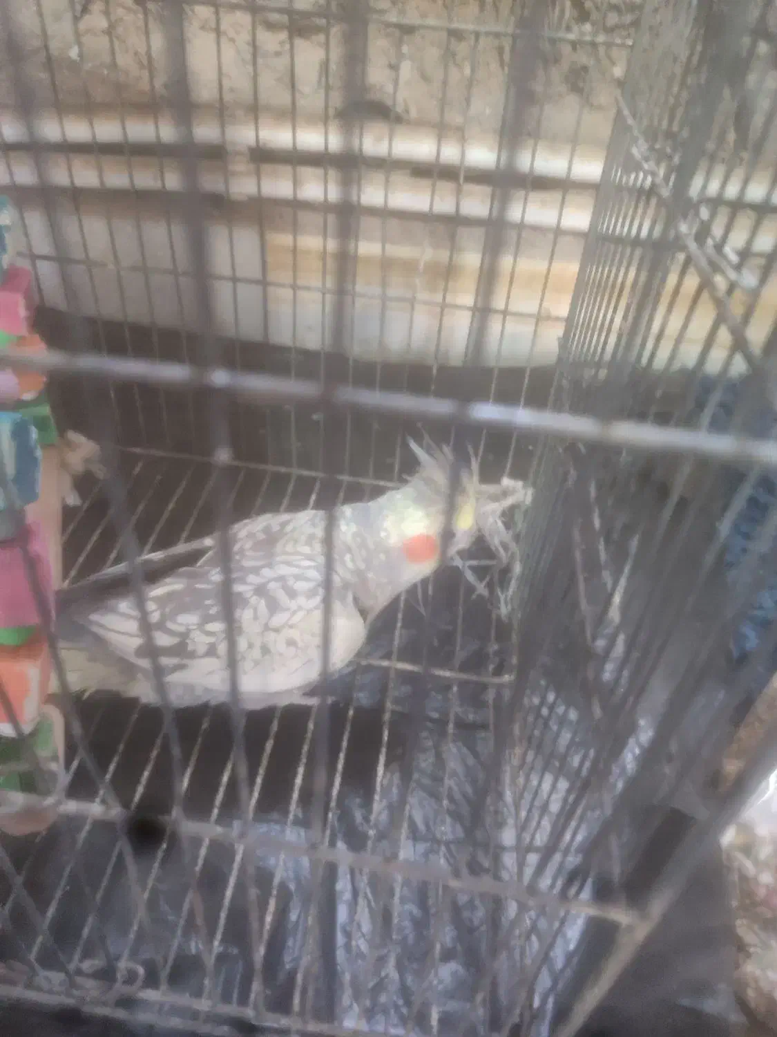 عروس هلندی|پرنده|بافت, |دیوار