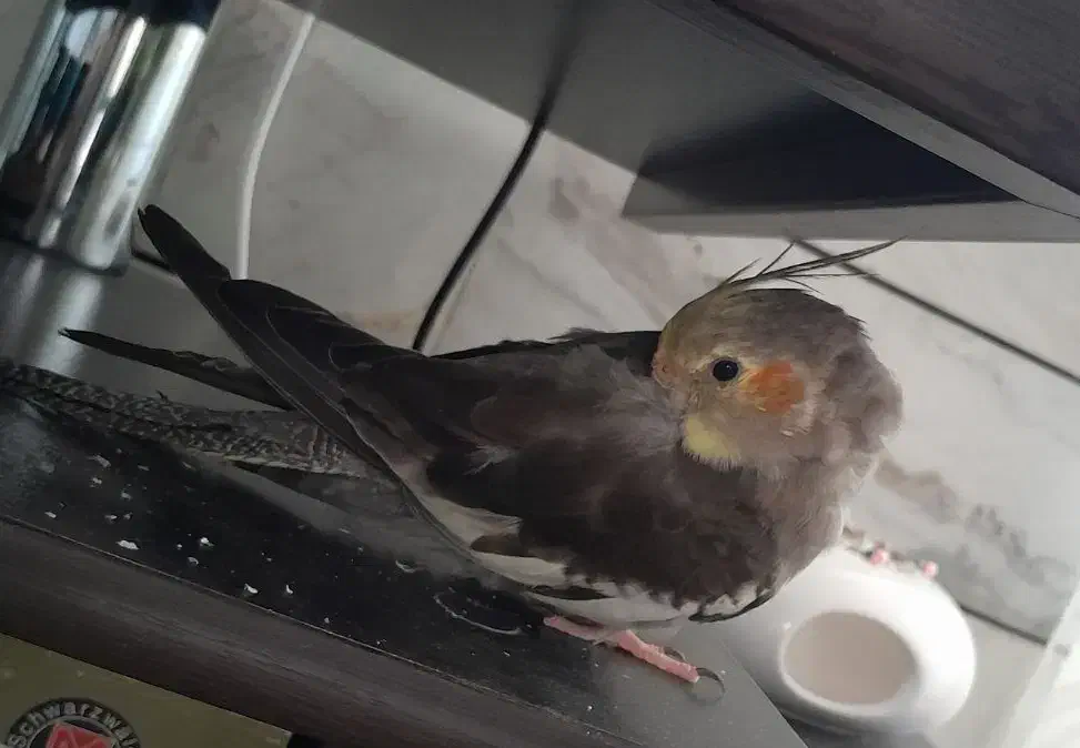 طوطی عروس هلندی گمشده|پرنده|بجنورد, |دیوار