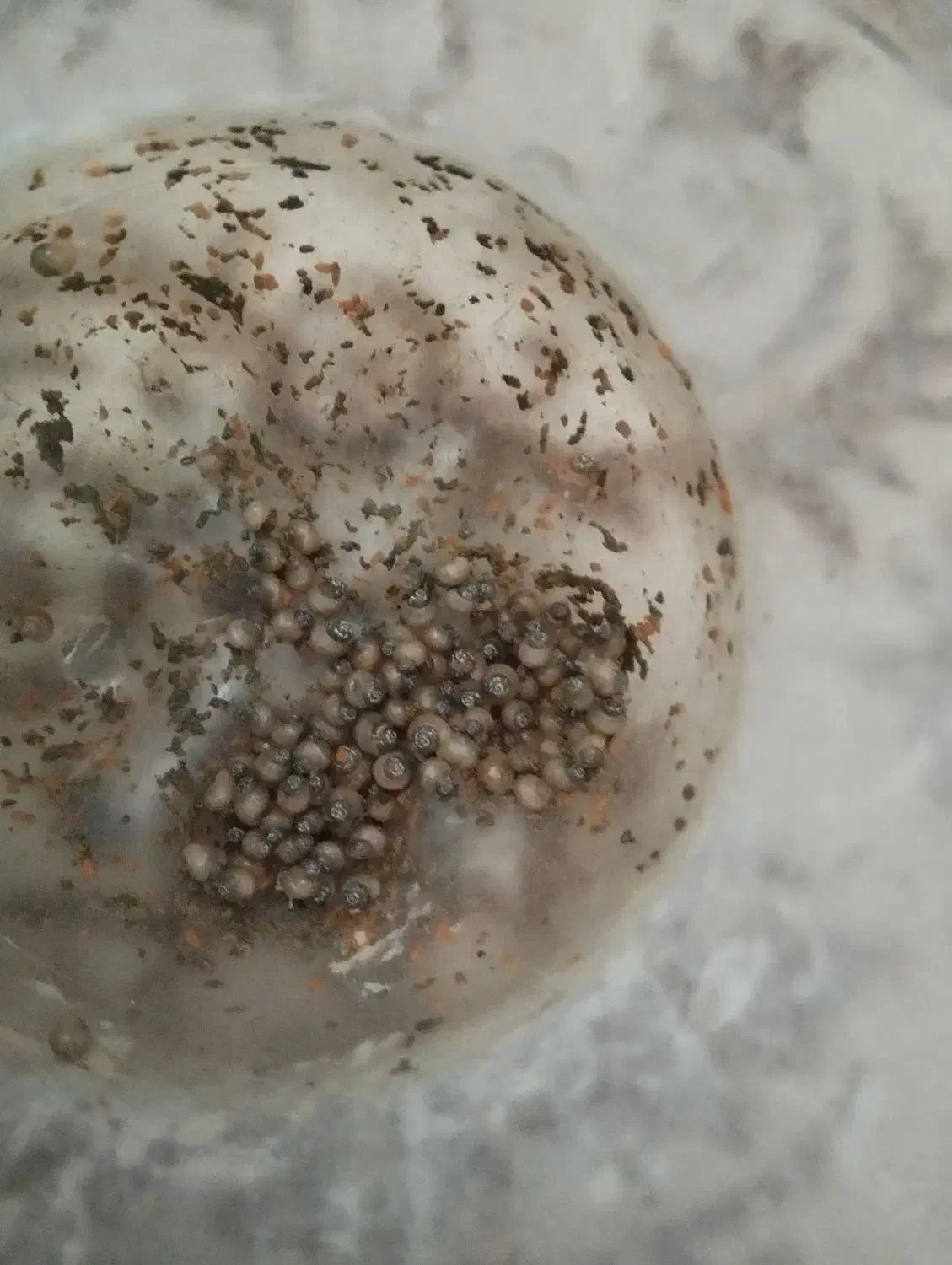 آکواریوم و حلزون|ماهی|صحنه, |دیوار