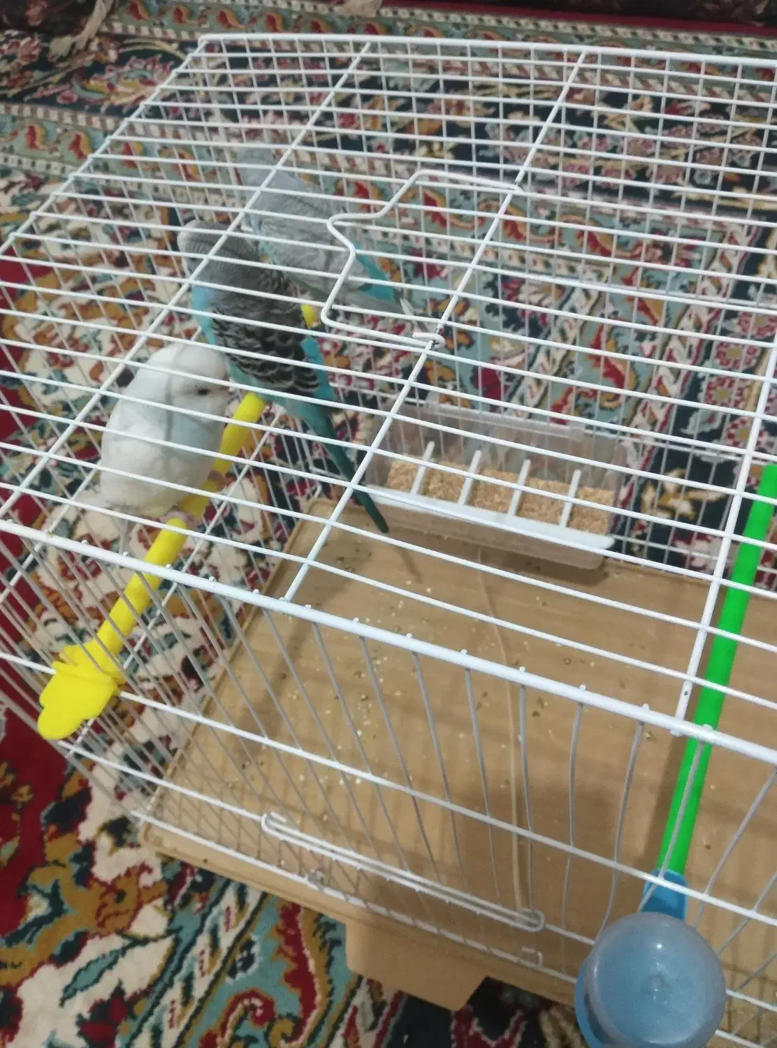 مرغ عشق|پرنده|سلامی, |دیوار