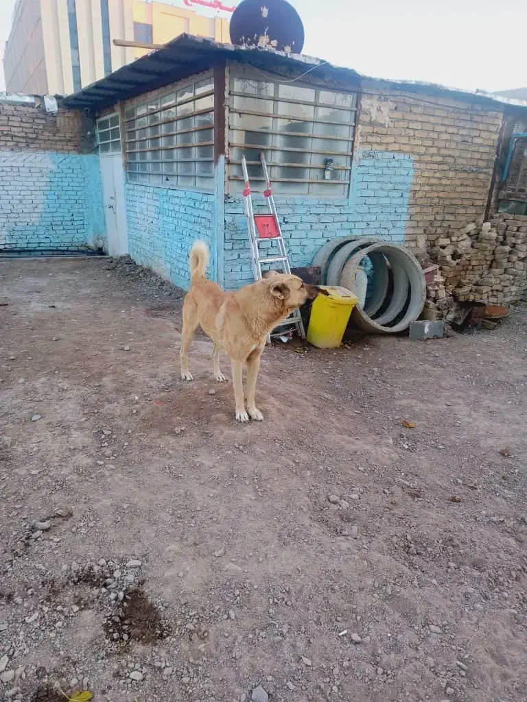 سگ نگهبان|سگ|رباطکریم, رباطکریم|دیوار