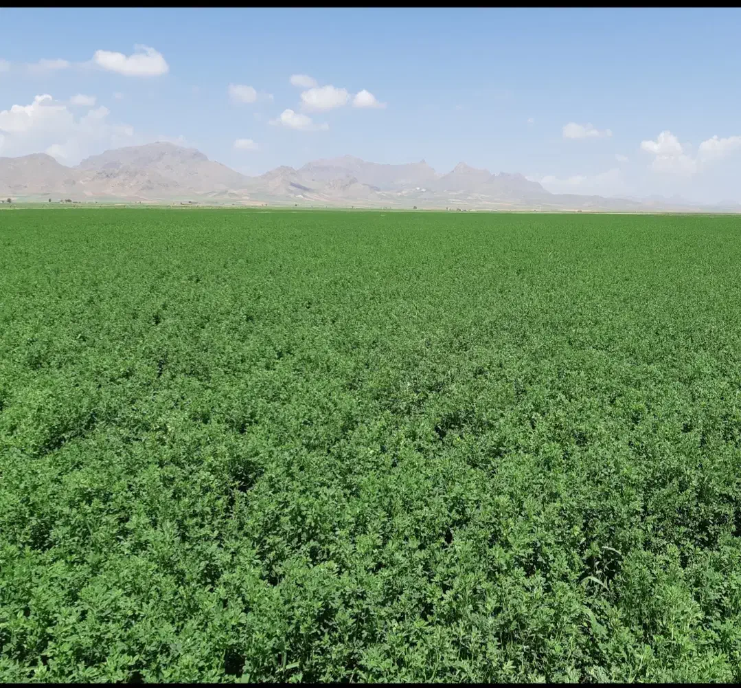 یونجه|حیوانات مزرعه|شهرکرد, |دیوار