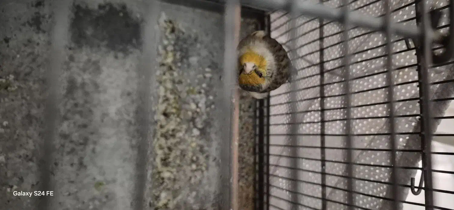 سهره قناری لر بخون|پرنده|بومهن, |دیوار