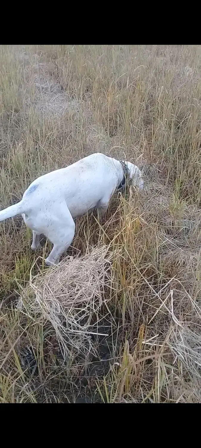 توله سگ شکاری لابرادور اصیل فول فول|سگ|لنگرود, |دیوار