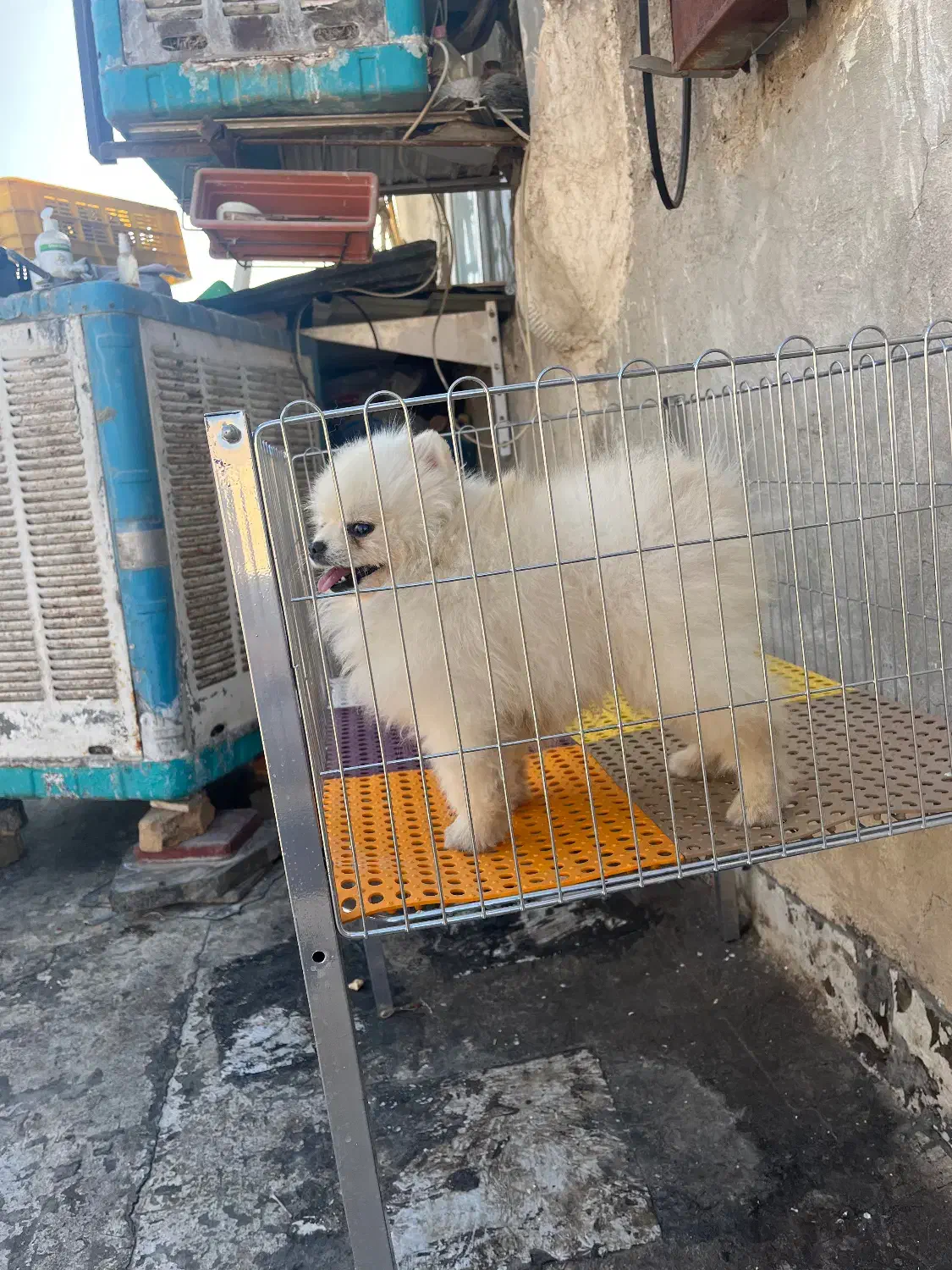 سگ پامرانین خرسی|سگ|ری, تقی آباد|دیوار