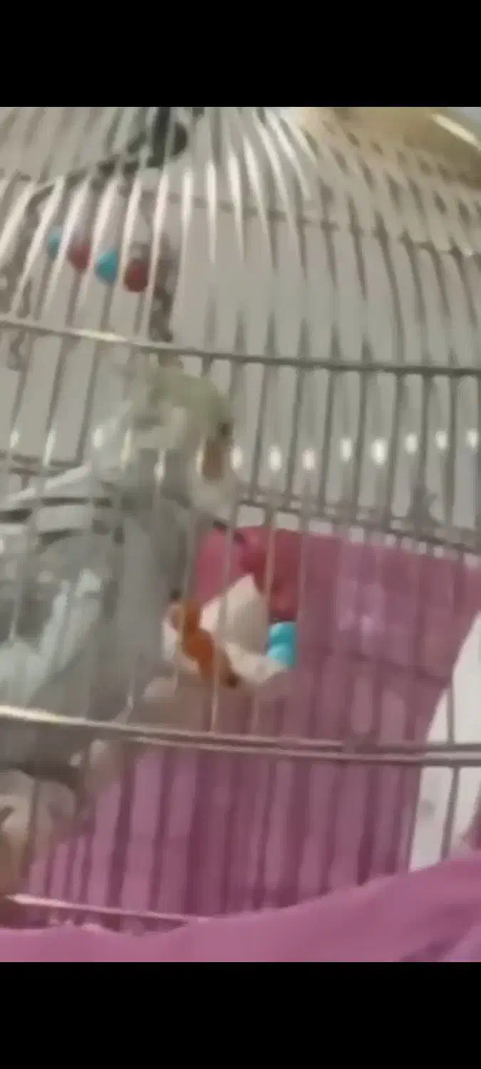 عروس|پرنده|رشت, معلولین|دیوار