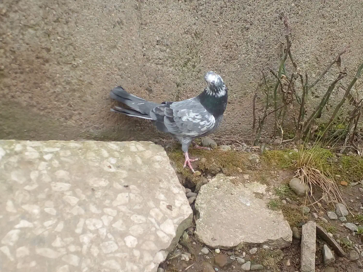 کبوتر|پرنده|رشت, لاکان شهر|دیوار