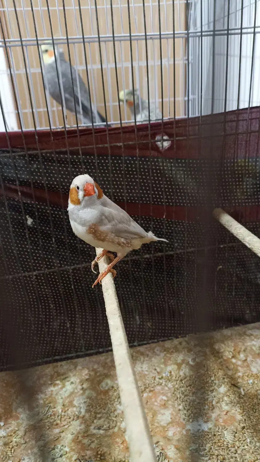 فنچ و عروس|پرنده|محلات, |دیوار